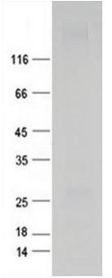 Purified recombinant human PRG4 protein was analyzed by Tricine-SDS-PAGE 12% gel, run with Tris-Glycine running buffer.